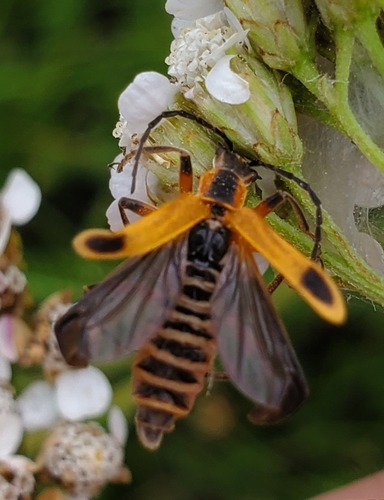 Soldier Beetle