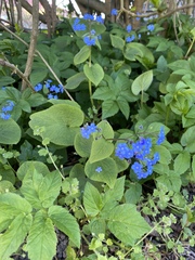 Brunnera macrophylla