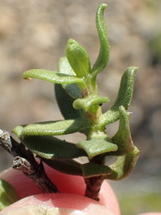 Pteronia adenocarpa