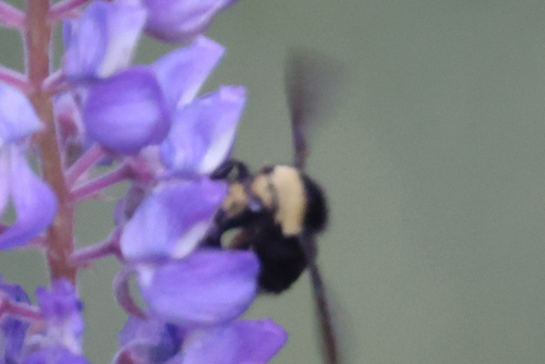 iNaturalist observation photo of Yellow-faced Bumble Bee