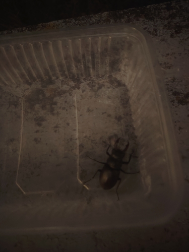 European Stag Beetle