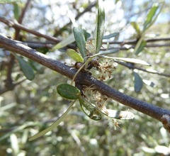 Olearia odorata