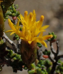 Pteronia glomerata