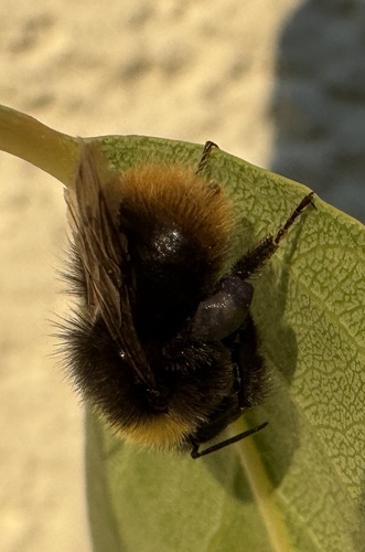 Early Bumble Bee