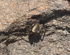 Araneus nordmanni