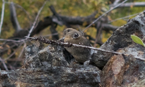 Pika