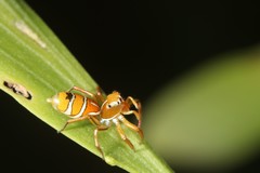 Cosmophasis bitaeniata