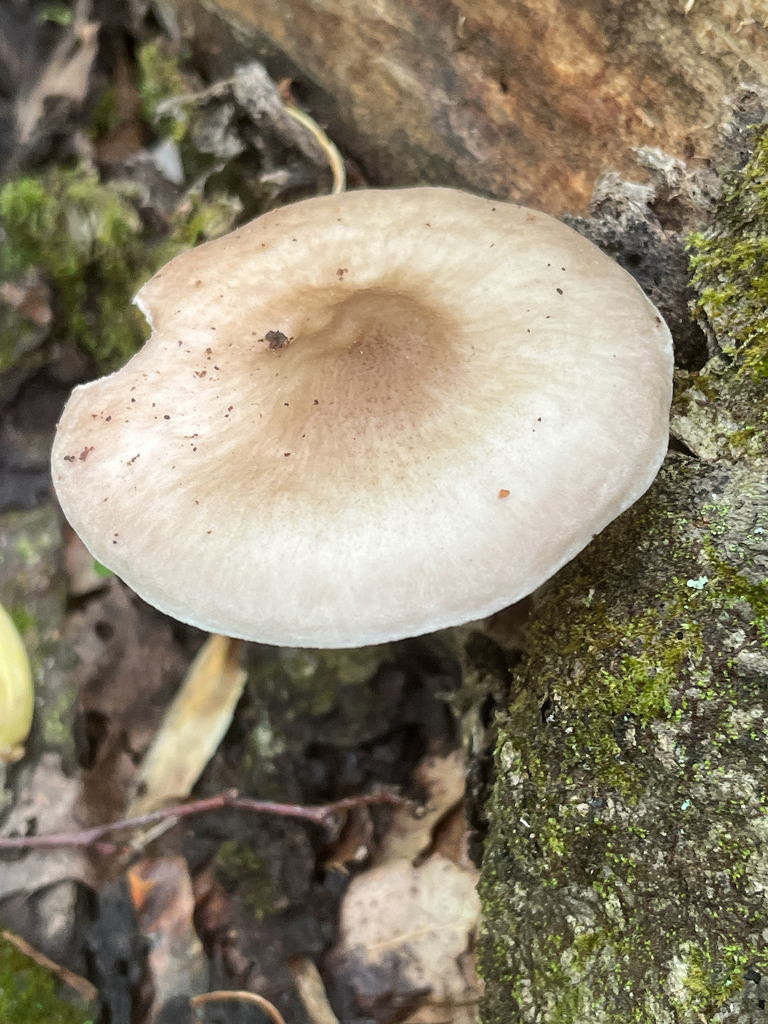 Deer Mushroom · June 2026 · photo: Photo: no rights reserved · iNaturalist