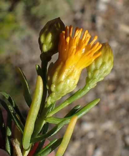 Image of Pteronia pallens by (c) Nicola van Berkel, some rights reserved (CC BY-SA)
