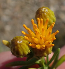 Pteronia pallens