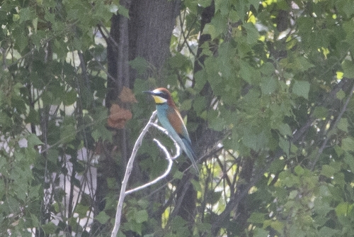 European Bee-eater
