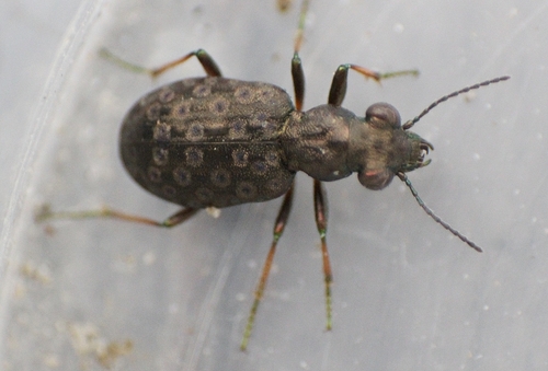 Elaphrus aureus