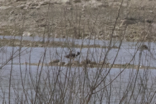 Northern Lapwing