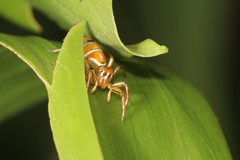 Cosmophasis bitaeniata
