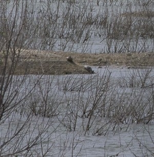 Pond Slider