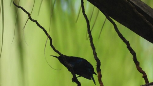 Black Sunbird (Leptocoma aspasia), photo 8