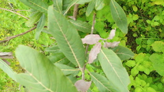 Terminalia avicennioides