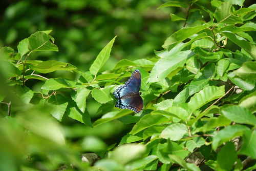 Admiral Butterfly