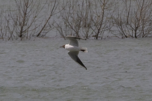 Black-headed Gull