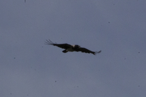 Hooded Crow