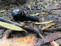 Victaphanta compacta