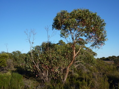 Eucalyptus remota