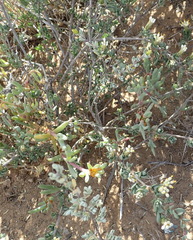 Pteronia oblanceolata