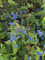 Brunnera macrophylla