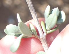 Pteronia oblanceolata