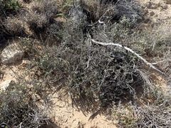 Pteronia oblanceolata