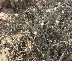 Pteronia oblanceolata