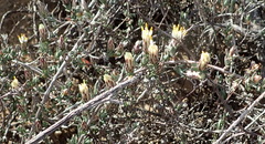 Pteronia oblanceolata