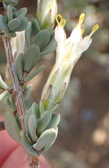 Pteronia oblanceolata