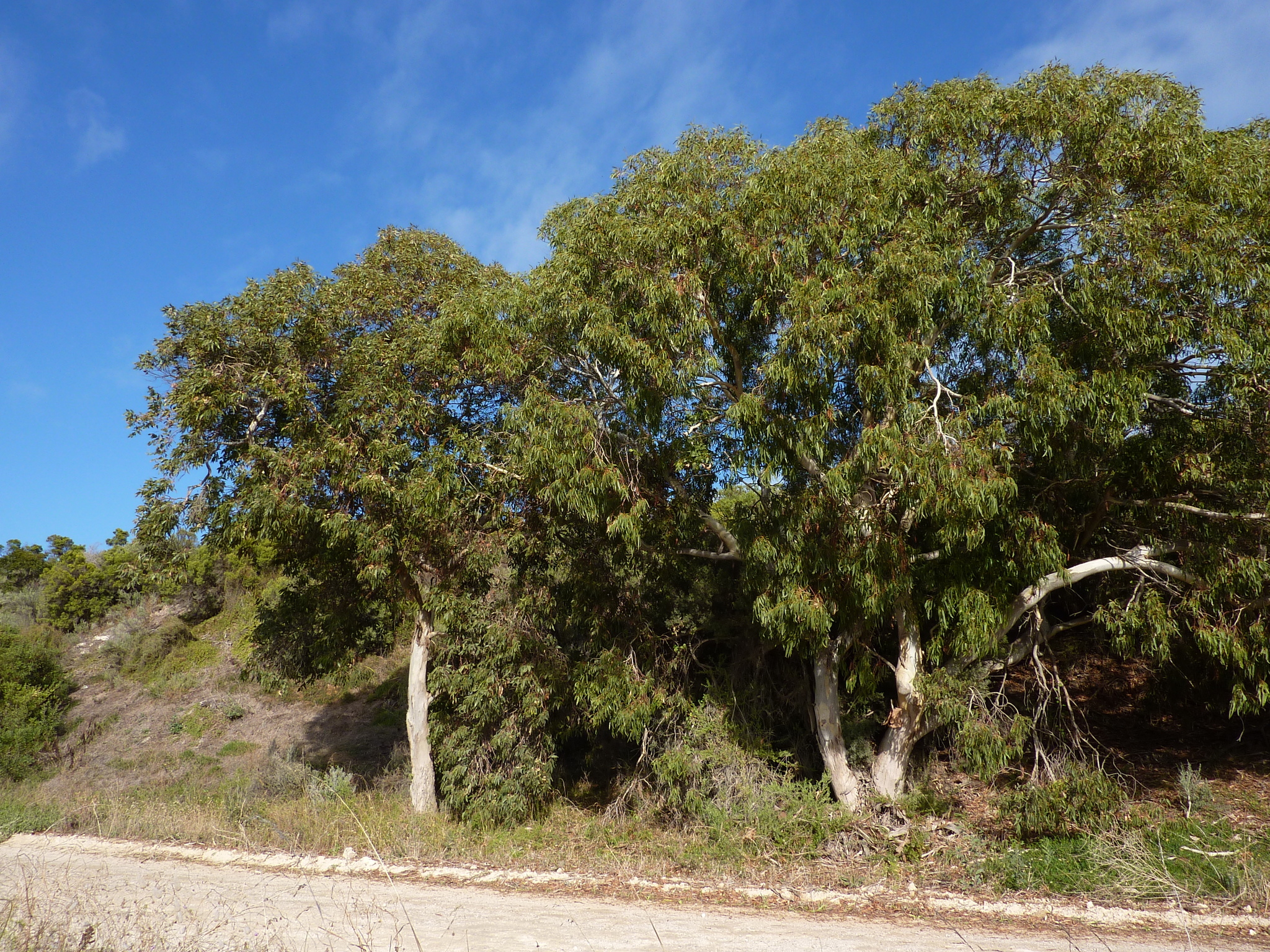 Eucalyptus leucoxylon ssp. megalocarpa