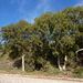 Eucalyptus leucoxylon megalocarpa - Photo (c) Dean Nicolle, μερικά δικαιώματα διατηρούνται (CC BY-NC), uploaded by Dean Nicolle