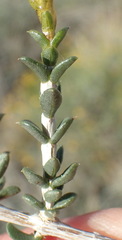 Pteronia viscosa