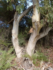 Eucalyptus leucoxylon megalocarpa