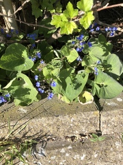 Brunnera