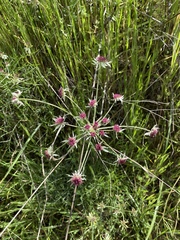 Lomatium hooveri