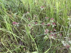 Lomatium hooveri