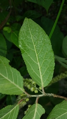 Homalium