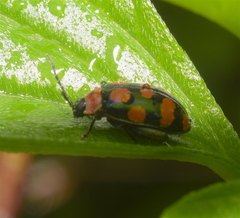 Alagoasa bipunctata