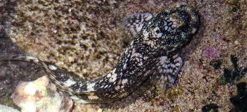 Entomacrodus vermiculatus observed 2026-06-18