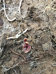 Arthurdendyus testaceus