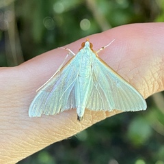 Stemorrhages amphitritalis