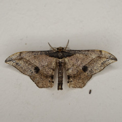 Hyposidra infixaria