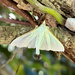 Stemorrhages amphitritalis