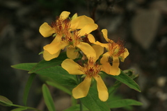 Hypericum ascyron gebleri