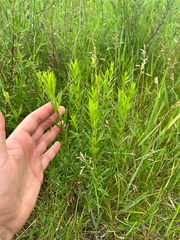Tatarian Catchfly (Silene tatarica)
