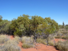 Eucalyptus sparsa